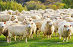 Histoire de la peau de mouton